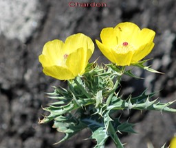 Chardon - Argemone mexicana- Papavéracée - exo