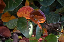 Coccoloba uvifera