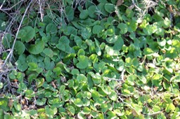 Cochléaria - Centella asiatica- Apiacée -exo