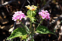 Corbeille d'or ou Galabert- Lantana camara- Verbénacée- exo