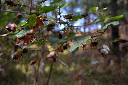 Coton- Gossypium sp