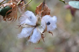 Coton-3