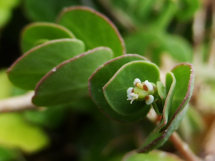 Cyathe Chamaesuce viridula (1)