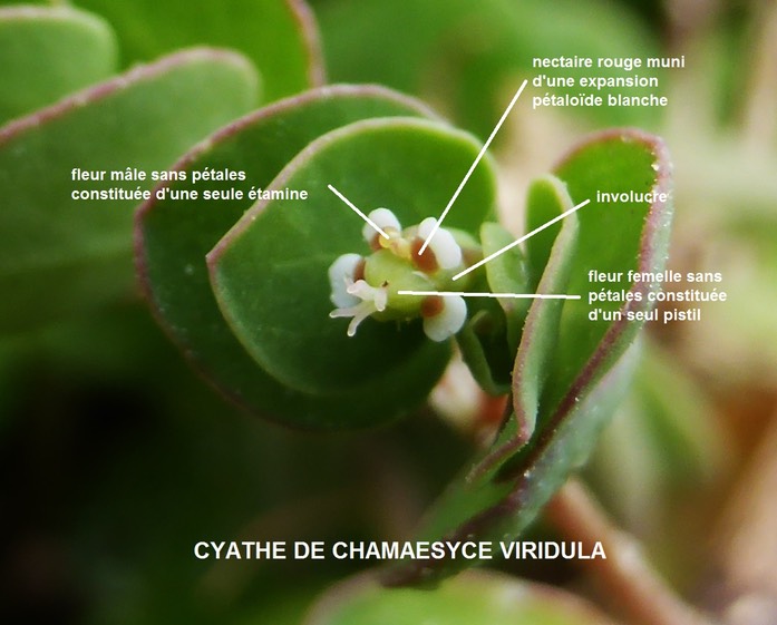 Cyathe Chamaesyce viridula légendé