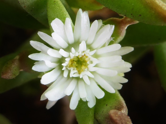 Delosperma napiforme