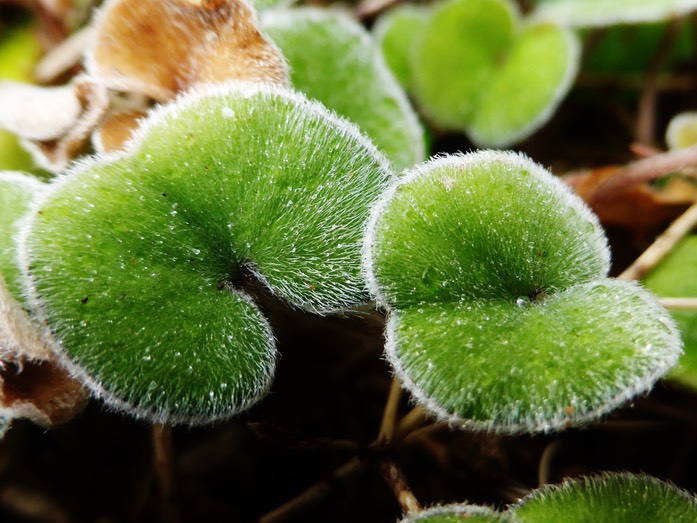 Dichondra repens (3)