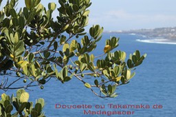 Doucette- Norhonia emarginata - Oléacée- exo