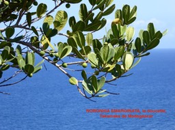 feuilles et fruits