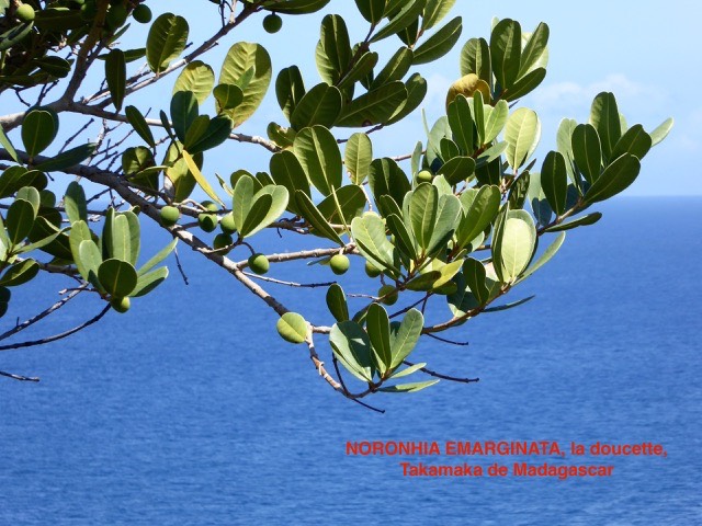 feuilles et fruits