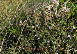 Herbe le rail - Azystasia gangetica - Acanthacée - exo