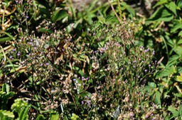 Herbe le rhum