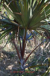 Lantania lontaroides - Arécacée - B