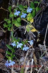 Lobelia serpens