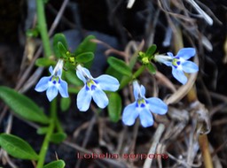 Lobelia