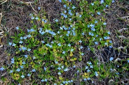 Lobélie- Lobelia serpens-