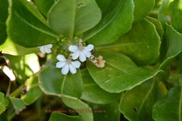 Manioc bord de mer ou Veloutier vert- Scaevola taccada-Goodeniacée- I