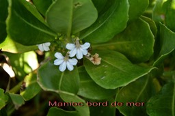 Manioc bord de mer