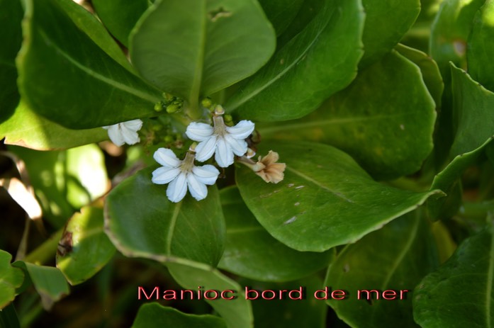 Manioc bord de mer
