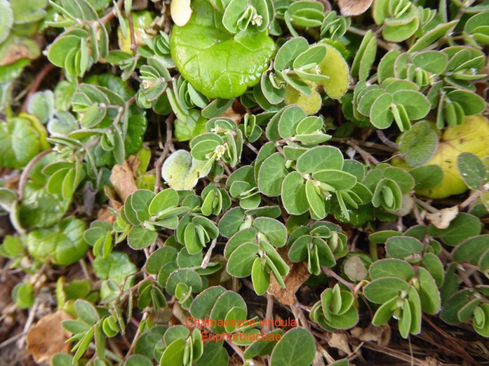 P1010225