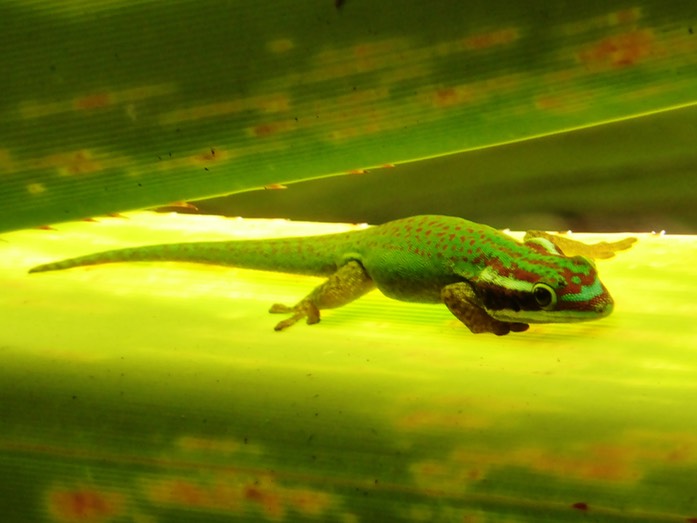 Phelsuma inexpectata femelle pret e à pondre sur Pandanus utilis