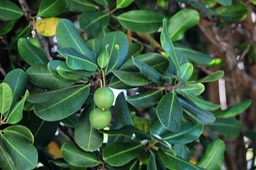 Pomme Jacquot- Mimusops coriacea- Sapotacée-exo