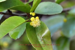 Prune malgache-1