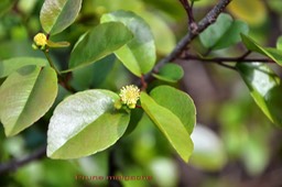 Prune malgache-2