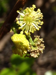 Prune malgache (fleur++) copy