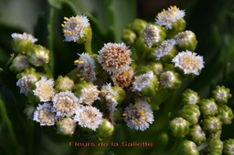 Psiadia retusa- Les fleurs