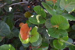 Raisin de mer- Coccoloba uvifera - Polygonacée -