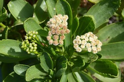 Saliette Psiadia retusa - Astéracée - B