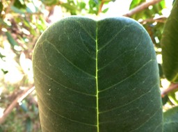 Takamaka bord de mer (feuille).jpg++ copy