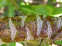 Tige de Raisin bord de mer -(traces des feuilles tombées)++ copy