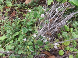 11 ??? Boerhavia repens