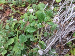 12 ??? Boerhavia repens
