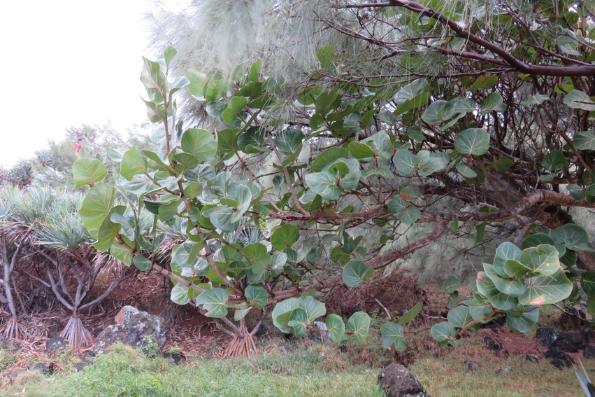2 Coccoloba uvifera - Raisin bord de mer - Polygonaceae - Exotique