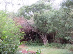 25 Ficus benjamina	Figuier pleureur	MORACEAE	Exotique