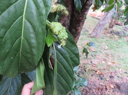 26 Fleur Fruit Morinda citrifolia L. - Noni. Nono. Malaye.  - Rubiacées