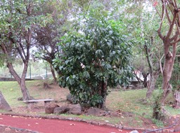 27 Morinda citrifolia L. - Noni. Nono. Malaye.  - Rubiacées