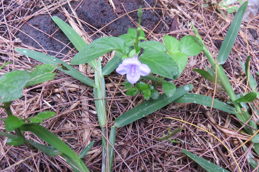 3 Asystasia gangetica - Herbe le rail - Acanthaceae - Exotique : Afrique tropicale, Arabie, Asie tropicale