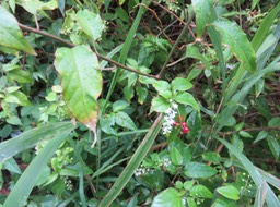 4 Rivina leavis- Groseille marron -  phytolaccacée- exo