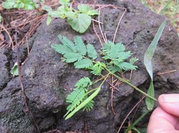 8 Desmanthus virgatus - Petit mimosa - FABACEAE - Amérique tropicale et sub-tropicale