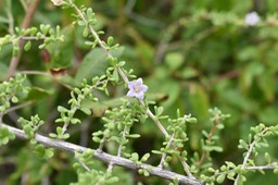 La souveraine des mers - Lycium mascarenense - SOLANACEAE - Indigène Réunion