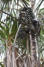 Latanier rouge (femelle) - Latania lontaroides - ARECACEAE - Endémique Réunion