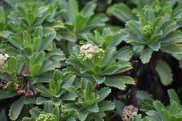 Saliette - Psiadia retusa - ASTERACEAE - Endémique Réunion