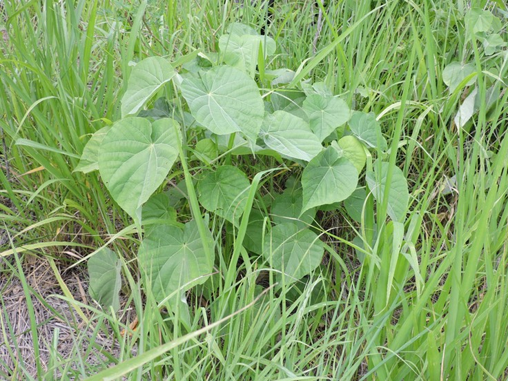 6 abutilon 
