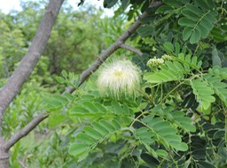 7 Fabacée 