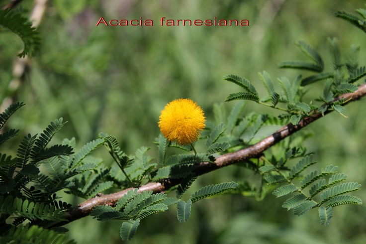 Acacia farnesiana