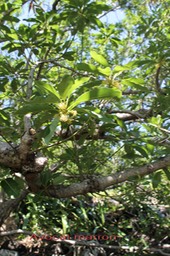 Avocat marron- Litsea glutinosa - Lauracée - exo