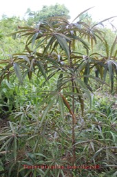 Benjoin - Terminalia bentzoë- Combrétacée - Masc